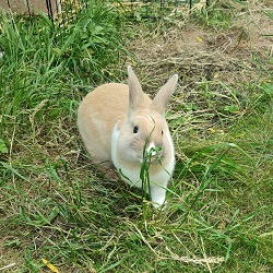Lapin Tad